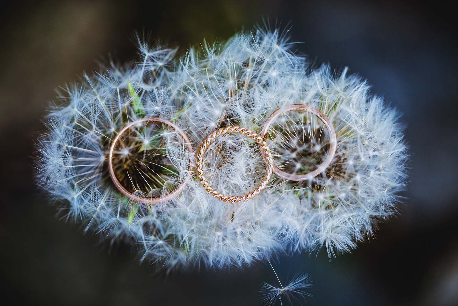 Ringfoto Trauringe Pusteblume Copyright by Hochzeitsfotograf www.berliner-hochzeitsfotografie.de